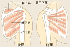 肩関節の筋肉図